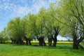 Beautiful polish landscape with willow trees Royalty Free Stock Photo