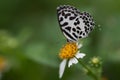 Polka dot butterfly