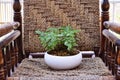 Beautiful polka dot plant in a white vase on a beautiful wooden and wicker chair