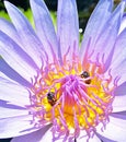 Beautiful pollen of purple lotus