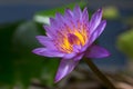 Beautiful pollen purple lotus flower