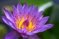 Beautiful pollen purple lotus flower