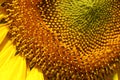 Beautiful pollen sunflower flora