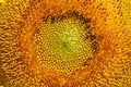 Beautiful pollen sunflower flora