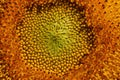 Beautiful pollen sunflower flora