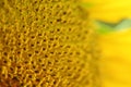 Beautiful pollen sunflower flora