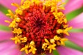 Beautiful pollen texture with rain drop of a zinnia