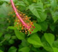 Beautiful pollens of flower blooming in branch of green leaves plant growing in garden, nature photography, gardening background Royalty Free Stock Photo