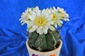 Beautiful pollens and petals of white flower cactus Royalty Free Stock Photo