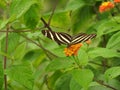 Beautiful Pollinator butterflies in Costa Rica.