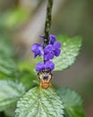 The beautiful pollinator, honey bee. A honey bee collecting pollen