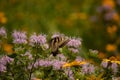 Beautiful pollinator spreading her wings in the field