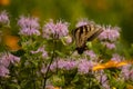 Beautiful pollinator spreading her wings in the field