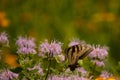 Beautiful pollinator spreading her wings in the field