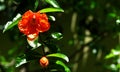 Beautiful Pomegranate bud and Flower.