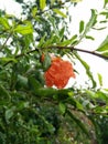 Beautiful pomegranate flower with green leaf after rain view