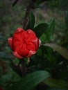 Beautiful Pomegranate flower