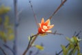 Beautiful pomegranate fruit flower, with red orange radiating bright color.