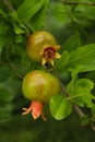 Beautiful Pomegranate fruits in Tree Branch.