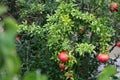 Beautiful pomegranate tree