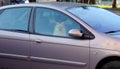 Beautiful pomeranian dog in car. waiting and closed. Alone.