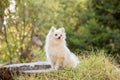 A beautiful Pomeranian dog in a forest