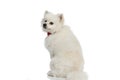 Beautiful pomeranian dog looking back, over shoulder Royalty Free Stock Photo