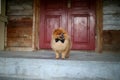 Beautiful pomeranian dog. Serious dog near door. Cute dog