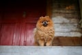 Beautiful pomeranian dog. Serious dog near door. Cute dog