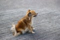 Beautiful pomeranian dog sitting on street, outdoor