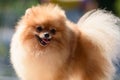 The beautiful Pomeranian is illuminated by the sun. The dog stuck out his tongue and happily looks to the right