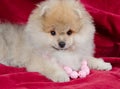 Beautiful Pomeranian puppy