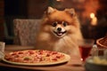 Beautiful pomeranian spitz sitting at a table, delicious pizza