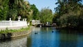 Beautiful pond with black swans Cygnus Atratus swim in emerald water called Big Lake. Sunny spring day in Arboretum Park Royalty Free Stock Photo