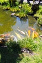 Beautiful pond with colorful koi, Japanese tea garden, San Francisco Royalty Free Stock Photo