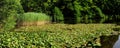 Beautiful Pond Covered With Water Lilies In The Taunus Mountains Hesse Germany Royalty Free Stock Photo