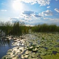 Beautiful pond at dawn