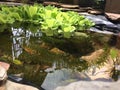 Beautiful Pond