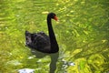 A black swan in a pond with golden reflections