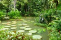 Ginger Garden Pond inside Singapore Botanic Gardens Royalty Free Stock Photo