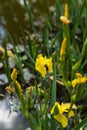 Beautiful pond and Iris Lilly  at the Giardino delll`Iris in Florence Italy Royalty Free Stock Photo