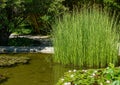 Beautiful pond with pink water lilies or lotus flowers and island of club-rush Schoenoplectus lacustris.