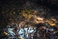 Beautiful pond surface in park in autumn concept photo. Idyllic pond and lake.