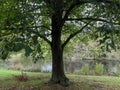 Beautiful pond, trees and other plants in park