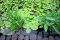 Beautiful pond with water lilies and reeds Royalty Free Stock Photo