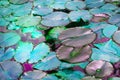 Beautiful pond with water Lily plant, turquoise toned background with glow effect, fantasy, fabulous, copy space