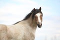 Beautiful pony without an eye Royalty Free Stock Photo