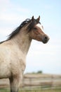 Beautiful pony without an eye Royalty Free Stock Photo