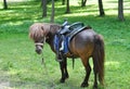 Beautiful pony with funny herd. Pony rides. Pony horse on the farm pasture on a sunny day.