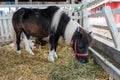 Beautiful pony horse in ranch barn